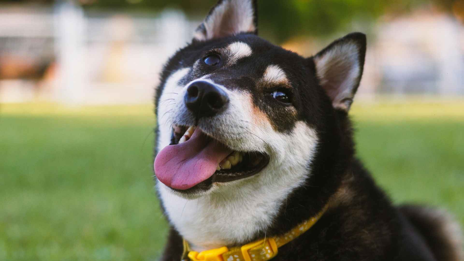 feliz por los alimentos que pueden comer los perros